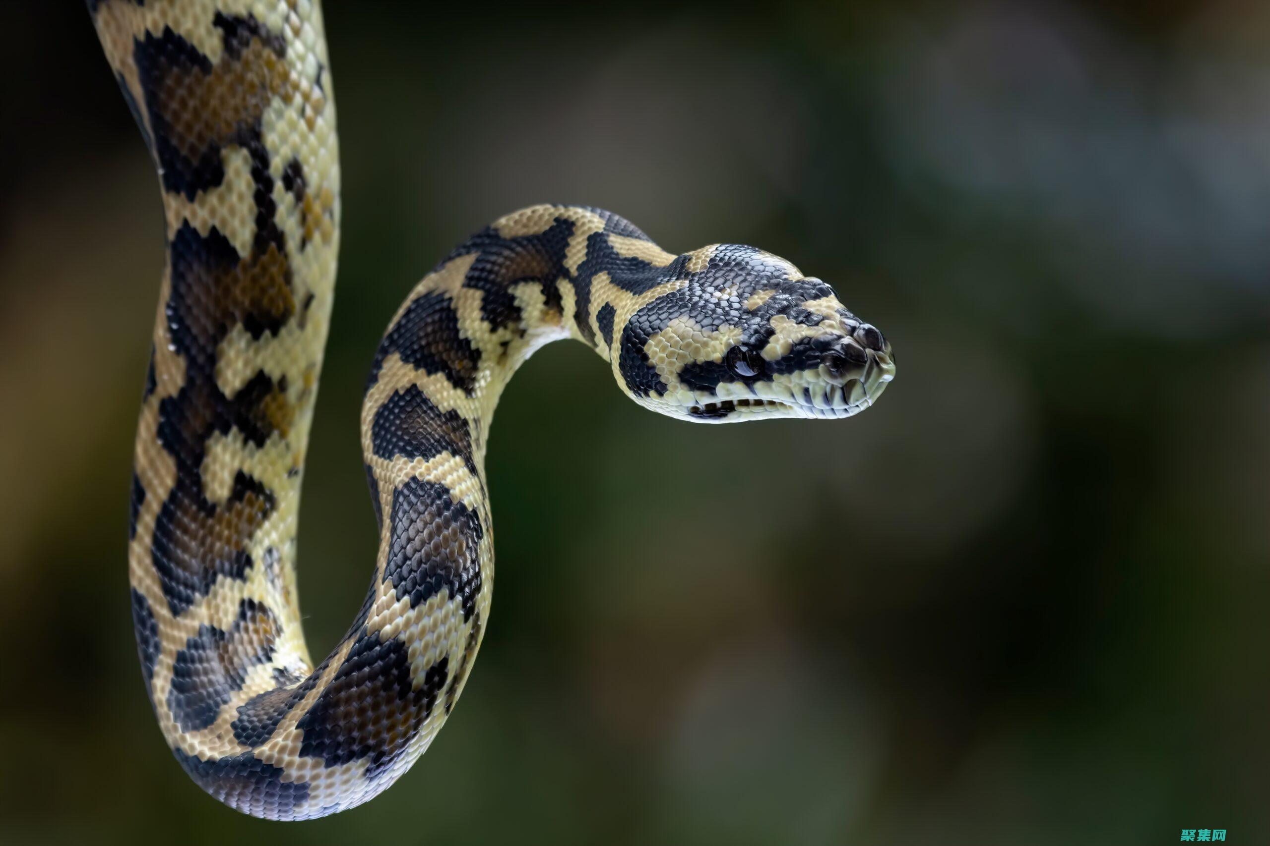Python(python安裝教程)
