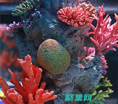 利用asp開發的網頁