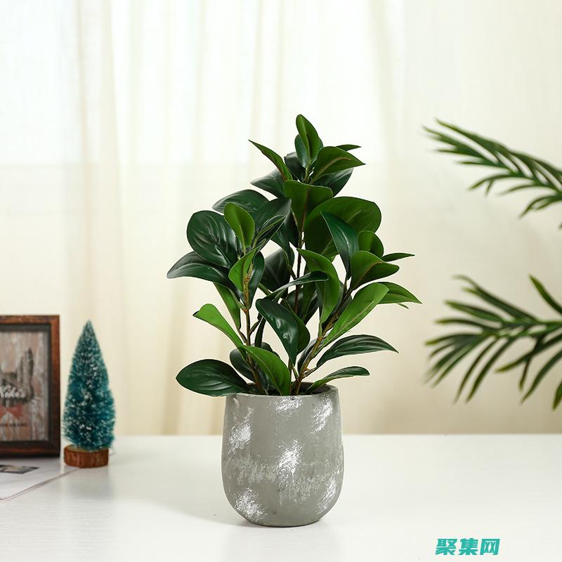 室內植物的綠植有哪些