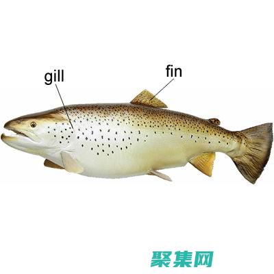 掌握 FindWindowEx：探索高級窗口查找技術 (掌握Fisher線性分類器的實現方法)