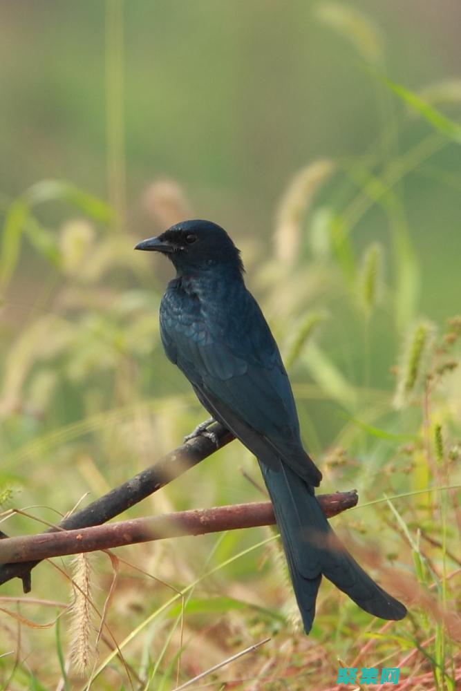 尾數值是什么意思