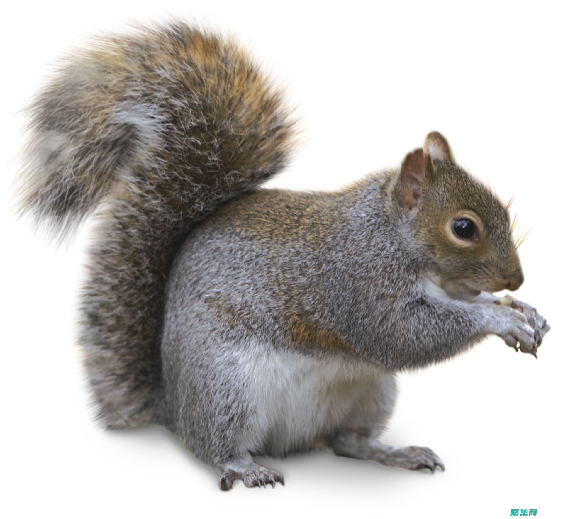 squirrel英語怎么讀