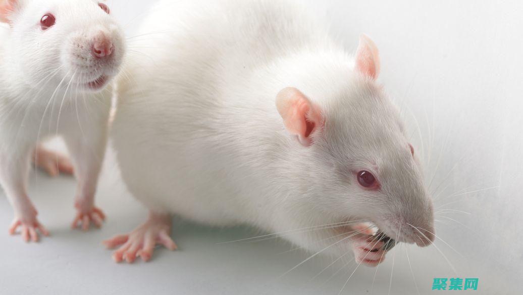 跨瀏覽器的鼠標怎么用