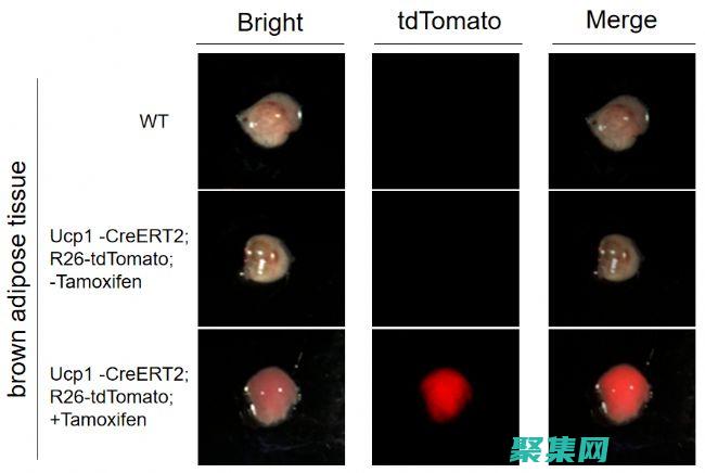 DATABASE語句數據庫