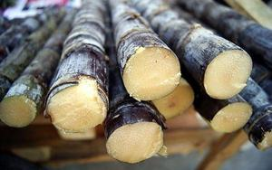 廣西黑皮甘蔗網