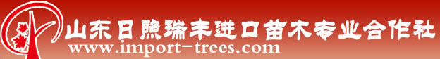 紅橡樹|美國紅橡樹|歐洲鵝耳櫪|北美紅櫟小苗-山東日照瑞豐進口苗木專業合作社