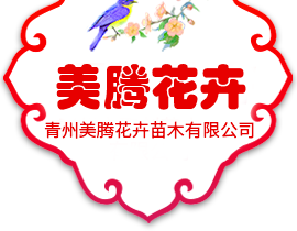 青州美騰花卉苗木有限公司-時令草花和宿根花卉及綠化苗木種植基地