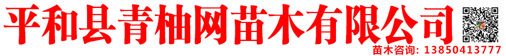 泰國青柚苗批發官網|紅寶石青柚苗|紅心柚子苗|紅心蜜柚苗|三紅蜜柚苗-平和縣青柚網苗木有限公司