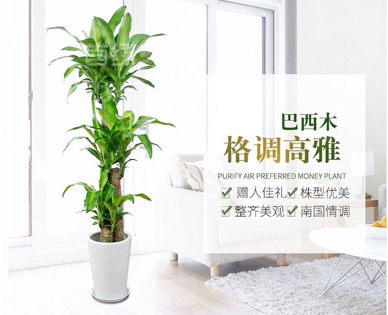 南京盛邦園林綠化工程有限公司