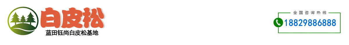 白皮松批發價格直銷全國_聯系陜西藍田鈺尚白皮松種植基地