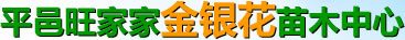 金銀花苗 金銀花苗木_山東旺家家金銀花苗木中心