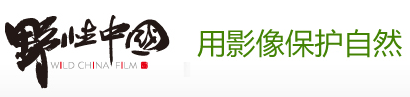 野性中國 · 用影像保護自然