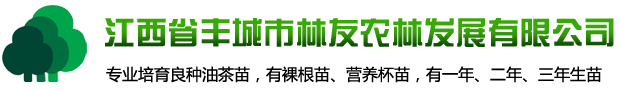油茶苗_油茶苗價格_高產油茶苗批發 - 豐城市林友農林發展有限公司