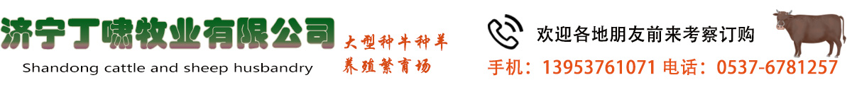 濟寧丁嘯牧業有限公司-黃牛 小尾寒羊 肉牛羊調撥 肉牛 肉羊 種兔 獺兔 肉兔  西門塔爾  夏洛萊牛 利木贊牛 波爾山羊