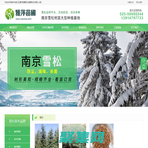雪松-雪松價格-雪松小苗-大型雪松基地「南京雅萍苗圃場」