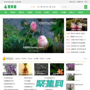 花卉街 - 專業的花卉圖片、花卉知識網站