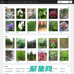 花卉_花卉綠植_花卉大全-愛花網