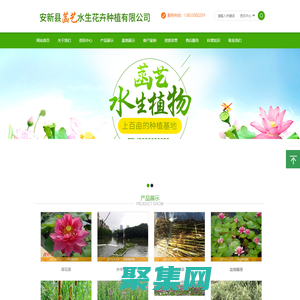 安新縣菡藝水生花卉種植有限公司