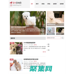 茶杯犬,茶杯貓,小香豬,迷你袖珍泰迪貴賓狗 - 茶杯寵物網