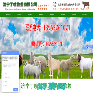 濟寧丁嘯牧業有限公司-黃牛 小尾寒羊 肉牛羊調撥 肉牛 肉羊 種兔 獺兔 肉兔  西門塔爾  夏洛萊牛 利木贊牛 波爾山羊