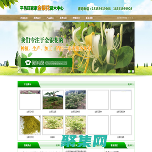 金銀花苗 金銀花苗木_山東旺家家金銀花苗木中心