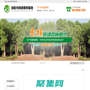 洛陽市新建香樟基地_洛陽香樟樹_洛陽大樹移植